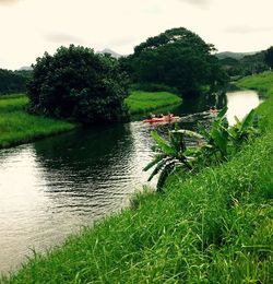 Reflection of trees in pond