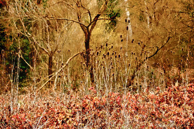 Bare trees in forest during autumn