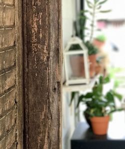 Close-up of potted plant against tree trunk