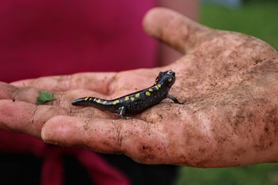 Close-up of hand holding lizard