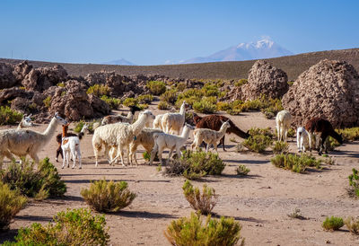 View of an animal on landscape against clear sky