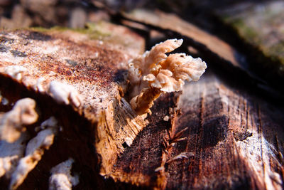 Close-up of fungus growing on wood