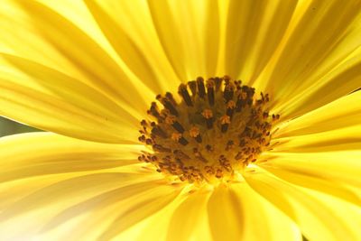 Close-up of yellow flower blooming outdoors