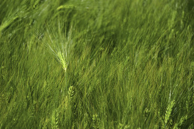 Full frame shot of wheat field