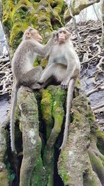 Monkeys sitting on rock against trees