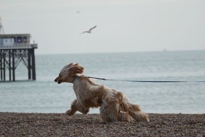 Dog by sea against clear sky