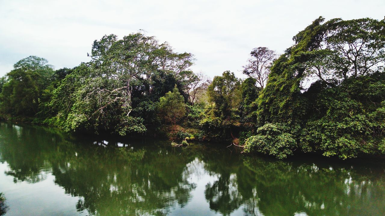 tree, reflection, water, tranquility, lake, tranquil scene, waterfront, beauty in nature, scenics, sky, nature, growth, green color, idyllic, standing water, day, branch, outdoors, non-urban scene, forest