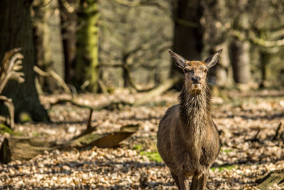 Deer standing on a field