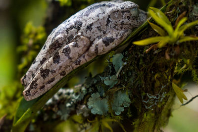 Close-up of mushroom growing on tree