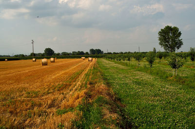 Scenic view of agricultural field against sky