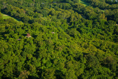 High angle view of trees growing in forest