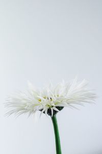 Close-up of white dandelion flower