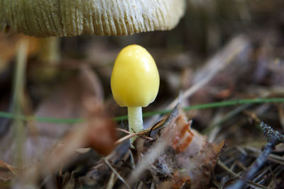 Close-up of yellow mushroom growing on field