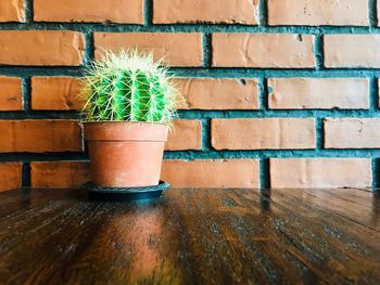 Close-up of potted plant on table against wall