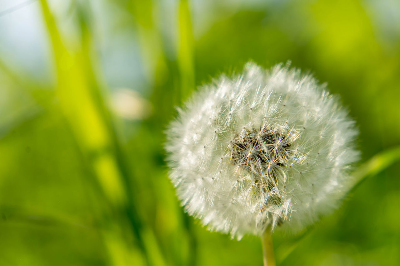 plant, flower, flowering plant, freshness, dandelion, beauty in nature, fragility, close-up, nature, grass, green, meadow, macro photography, growth, focus on foreground, no people, plant stem, field, flower head, inflorescence, softness, springtime, environment, wildflower, white, outdoors, dandelion seed, day, seed, positive emotion, selective focus, summer, botany, macro, blossom, tranquility