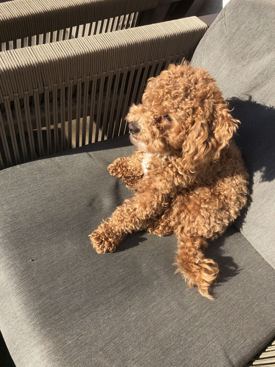 domestic, domestic animals, pets, one animal, mammal, animal themes, dog, canine, animal, vertebrate, indoors, no people, brown, high angle view, relaxation, poodle, sofa, furniture, lying down, animal hair