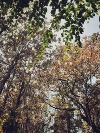 Low angle view of trees against sky