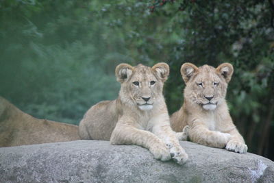 Portrait of young lion relaxing on rock