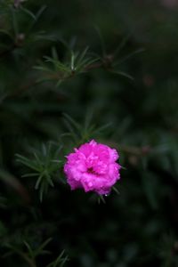 Close-up of pink flower blooming outdoors