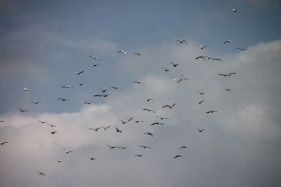 Low angle view of birds flying against sky