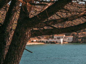 Close-up of bare tree by lake