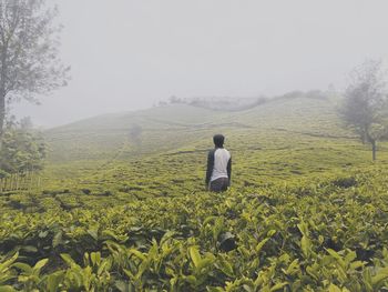 Rear view of man standing at tea plantation during foggy weather