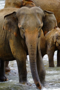 Group of elephants swimming in the river. pinnawala elephant orphanage sri lanka