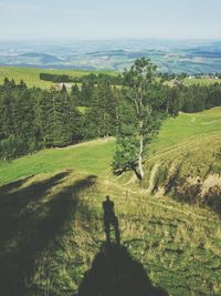 Scenic view of grassy field