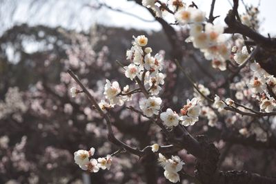 Close-up of cherry blossom tree