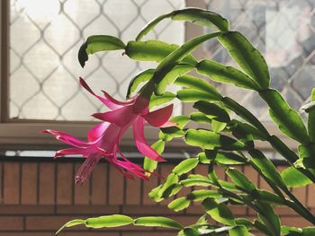 Close-up of pink flowers blooming outdoors