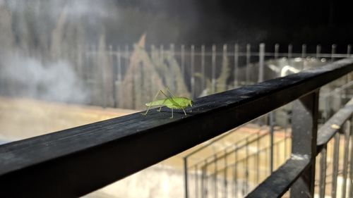 Close-up of insect on railing by window
