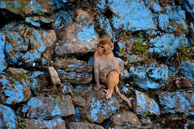 Monkey child sitting on rock against wall 