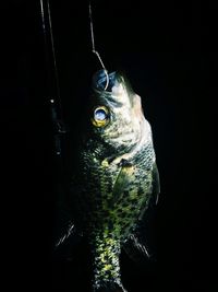 Close-up of fish hanging against black background