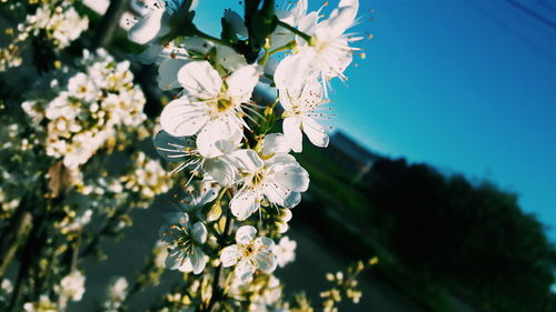 Close-up of cherry blossoms blooming against clear blue sky