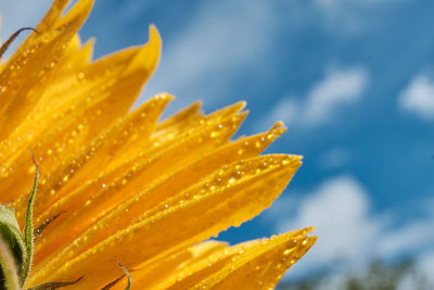 Close-up of wet yellow flower