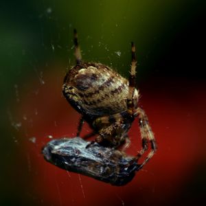 Close-up of spider on web