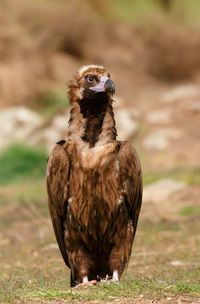 Close-up of a bird on field