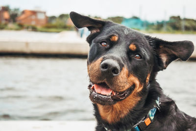 Close-up of dog looking away