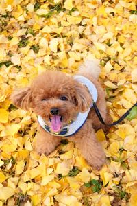 Portrait of dog in park during autumn