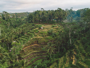 Scenic view of agricultural landscape against sky