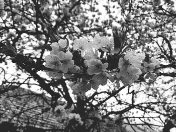 Low angle view of apple blossoms in spring