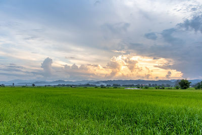 Scenic view of field against sky during sunset