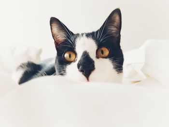 Close-up portrait of a cat