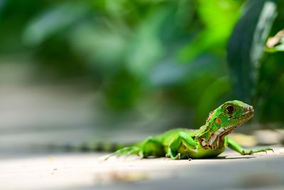 Close-up of lizard on footpath