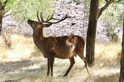 Deer in a field