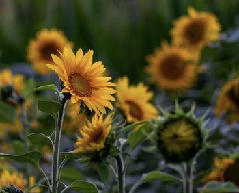 Close-up of yellow flowering plants