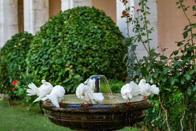 Close-up of white birds perching on tree