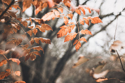 Close-up of maple leaves on tree during autumn