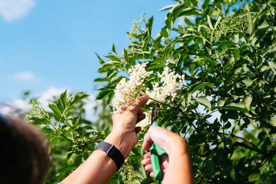 Cropped hand of woman pruning elderberry flowers against sky