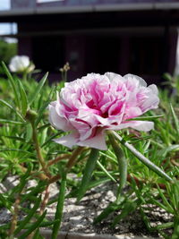 Close-up of pink rose